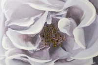 Картины Tomas Stern 81001