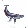 Карты "Endangered Species of the Natural World Playing Cards" 