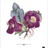 Карты "Wildflowers of the Natural World Playing Cards" 