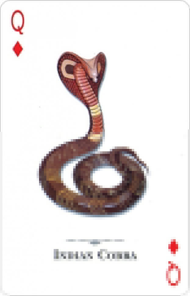 Карты "Reptiles & Amphibians of the Natural World Playing Cards" 