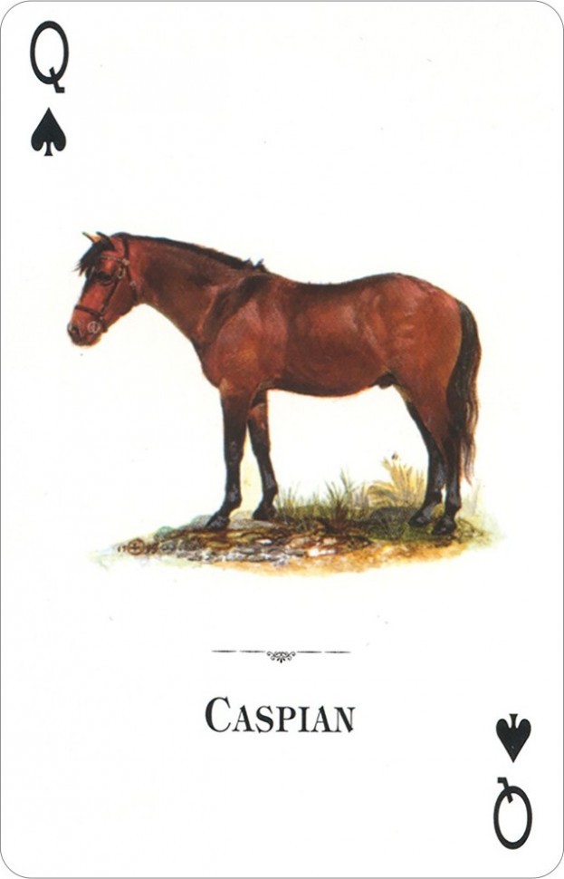 Карты "Horses of the Natural World Playing Cards" 